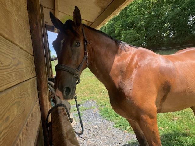 Gelding Cob For sale 2020 Bay