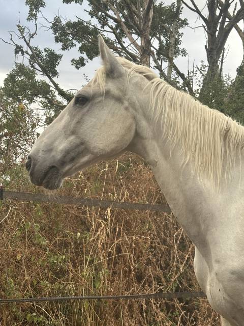 Gelding Connemara For sale 2009 Grey