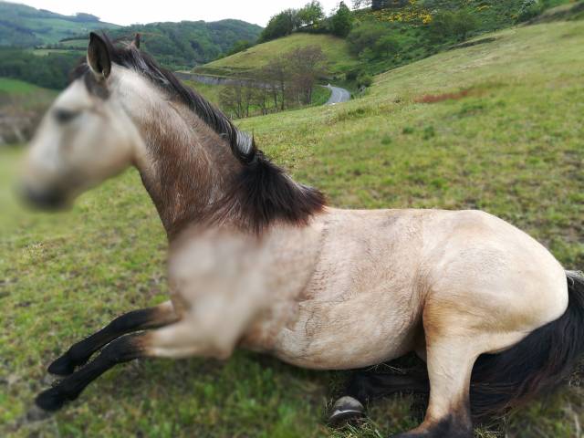 Mare Lusitano For sale 2016 Buckskin