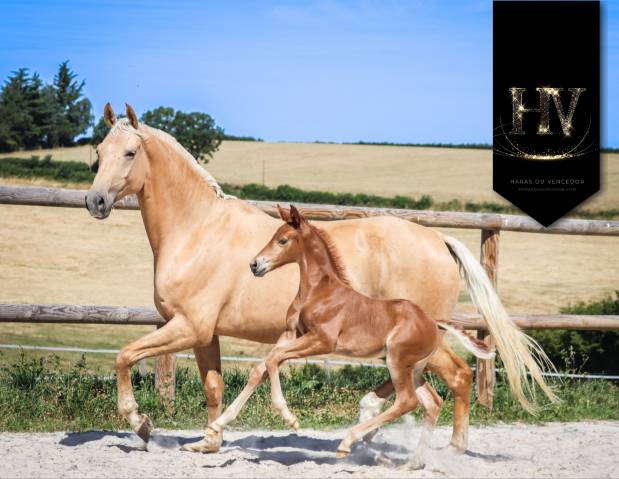 Filly KWPN Dutch Warmblood For sale 2025 Liver chestnut