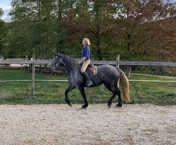 Mare Friesian Arabian For sale 2023 Grey