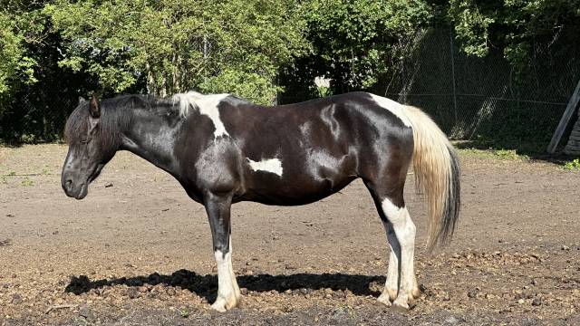Mare Pottok  For sale 2007 Other color