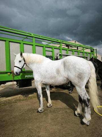 Mare Percheron For sale 2019 White