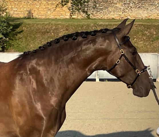 Mare Lusitano For sale 2020 Black