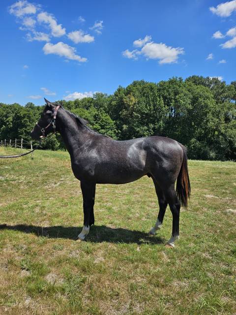 Entire Thoroughbred For sale 2024 Grey