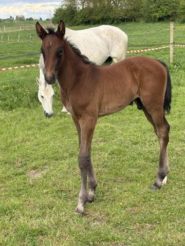 Stallion Zangersheide For sale 2025 Bay