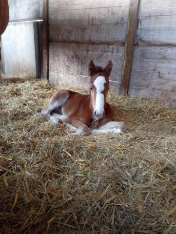 Colt Zangersheide For sale 2025 Bay