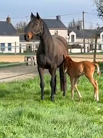 Broodmare Anglo-Arabian For sale 2010 Dark Bay