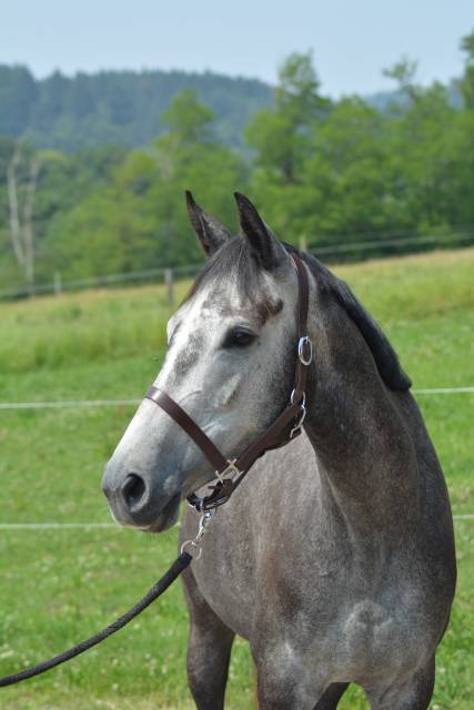 Mare English Thoroughbred For sale 2021 Grey