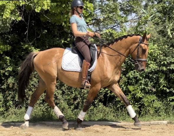 Gelding AES Anglo European Studbook For sale 2020 Dun