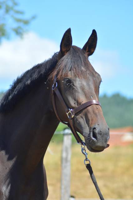 Mare English Thoroughbred For sale 2021 Dark Bay