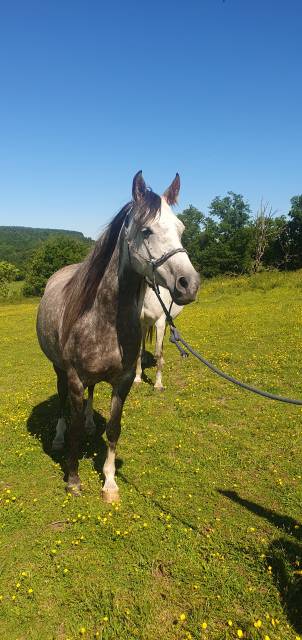 Filly Arabian For sale 2019 Roan