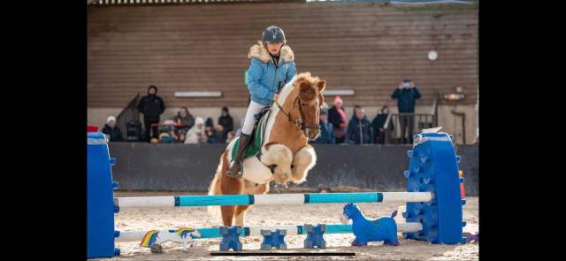 Gelding Shetland Pony For sale 2012 Coloured