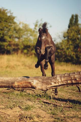 Colt Welsh Part Bred For sale 2025 Grey