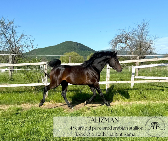 Stallion Arabian Thoroughbred For sale 2021 Black