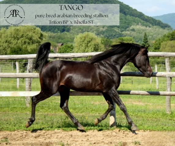 Stallion Arabian Thoroughbred For sale 2015 Black