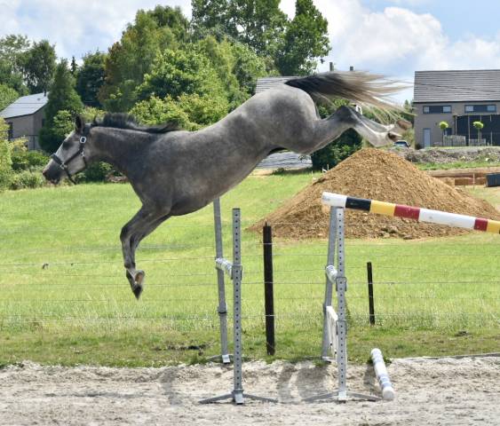 Mare BWP Belgian Warmblood For sale 2022 Grey