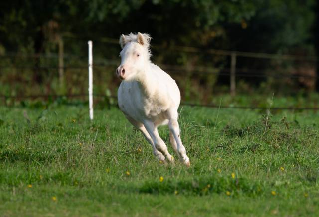 Colt Welsh Pony (Section A) For sale 2025 Cream