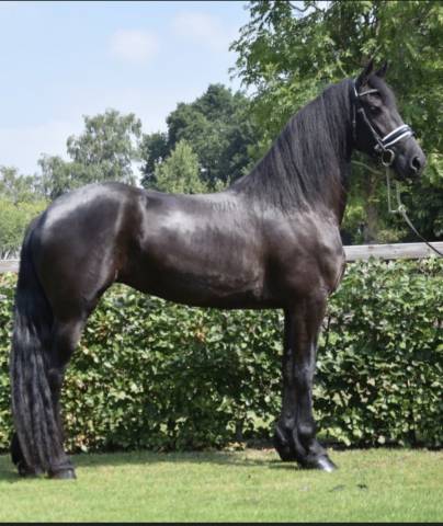 Mare Friesian For sale 2016 Black