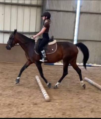 Mare No Origin Recorded For sale 2015 Bay