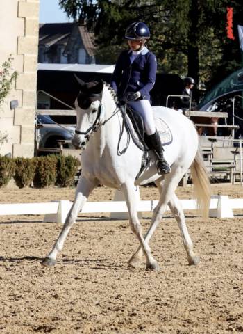 Broodmare Selle Français For sale 2010 Grey