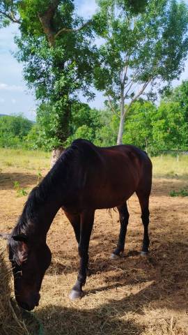 Gelding Selle Français For sale 2010 Bay