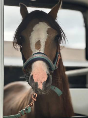Entire Welsh Pony (Section B) For sale 2021 Buckskin