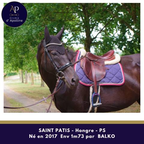 Gelding Thoroughbred For sale 2017 Black