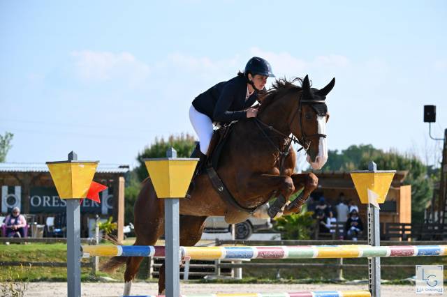 Mare Zangersheide For sale 2018 Liver chestnut