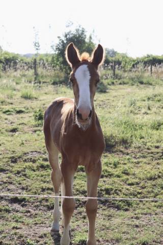Filly sBs Belgian Warmblood For sale 2025 Chesnut