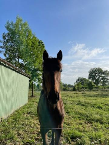 Colt BWP Belgian Warmblood For sale 2024 Bay