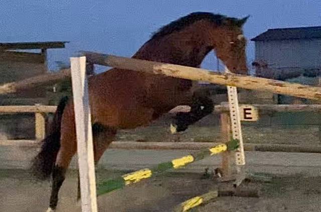 Gelding Selle Français For sale 2021 Bay