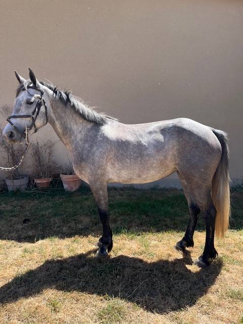 Filly Connemara For sale 2021 Grey