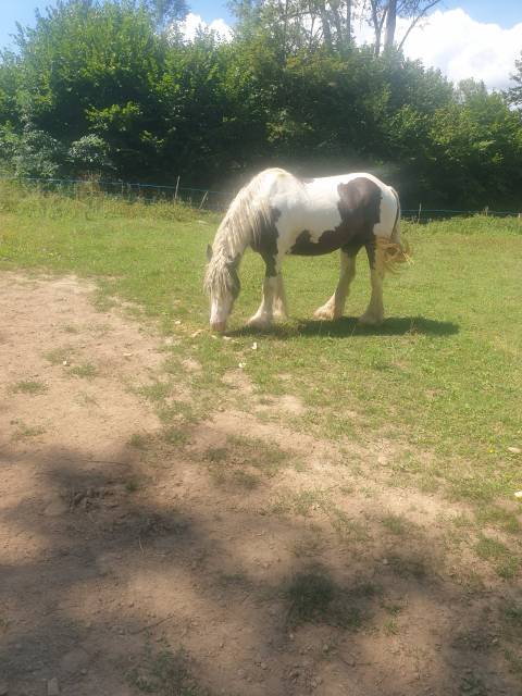 Mare Gypsy Cob For sale 2018 Coloured