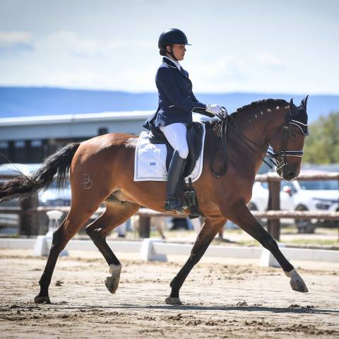 Gelding Lusitano For sale 2016 Bay