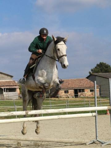 Gelding No Origin Recorded For sale 2016 Grey