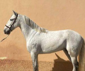 Gelding PRE Pure Spanish Bred For sale 2015 Grey