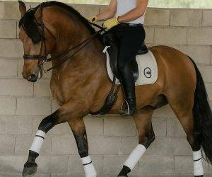 Gelding PRE Pure Spanish Bred For sale 2018 Other color