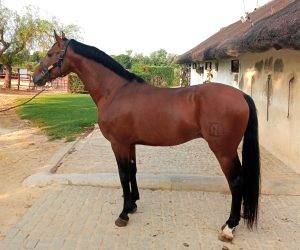 Entire Arabian For sale 2021 Bay