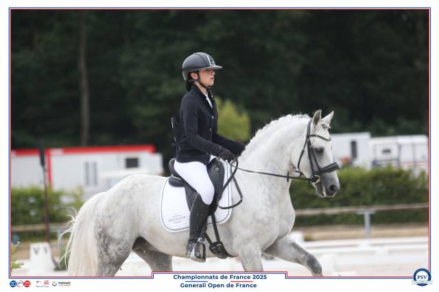 Stallion Connemara For sale 2014 Grey