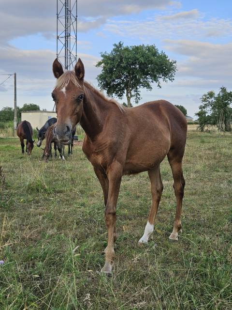 Filly Arabian Thoroughbred For sale 2025 Chesnut