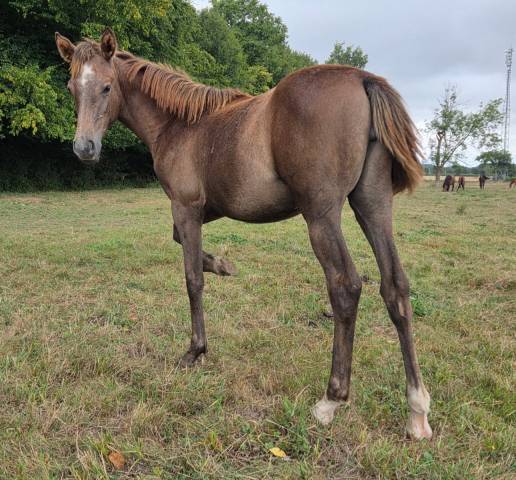 Filly Arabian Thoroughbred For sale 2025 Grey
