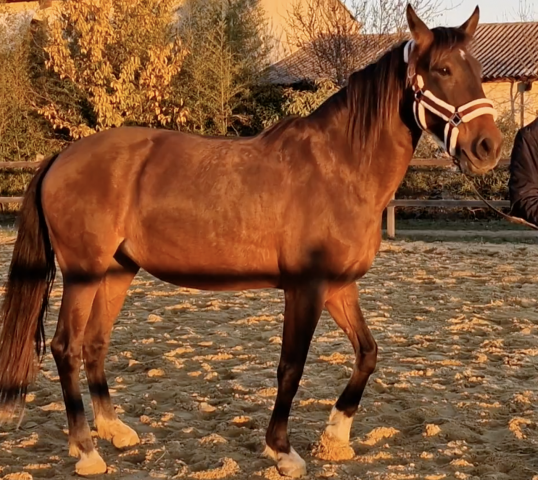 Mare PRE Pure Spanish Bred For sale 2016 Bay