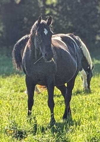 Mare Paint For sale 2015 Black