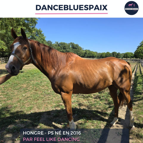 Gelding Thoroughbred For sale 2016 Chesnut
