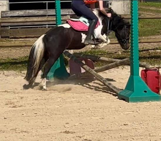 Mare No Origin Recorded Part-Livery 2022 Coloured