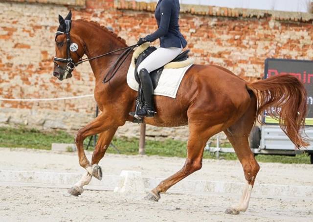 Vice - champion Europe dressage 2022