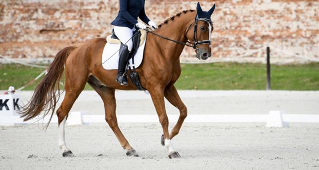 Vice - champion Europe dressage 2022