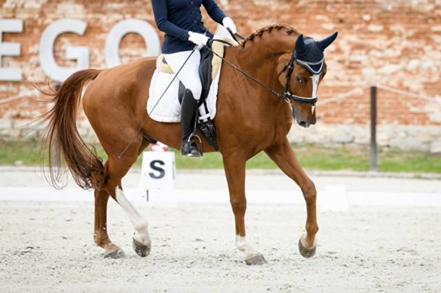 Vice - champion Europe dressage 2022