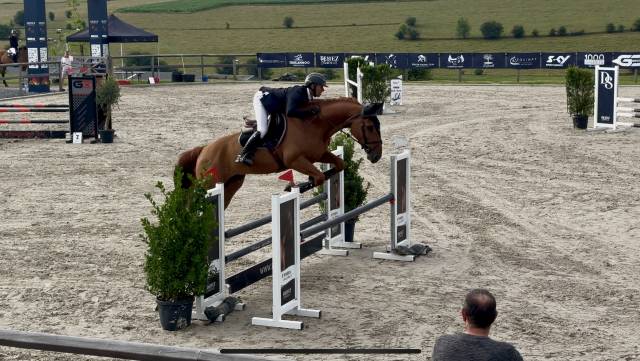 Gelding BWP Belgian Warmblood For sale 2021 Chesnut